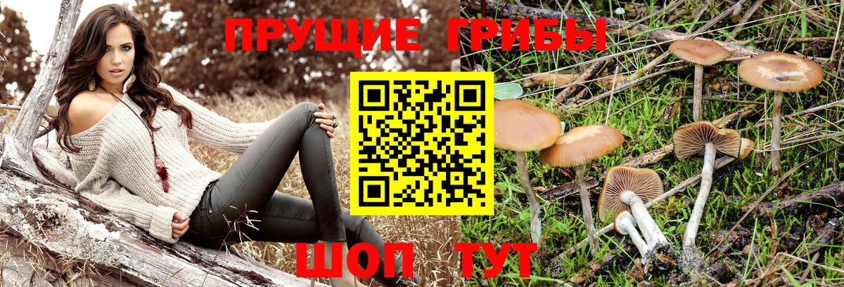 Пенза  Псилоцибиновые грибы Magic Shrooms  Вход с VPN  Галлюциногенные грибы прущие грибы 